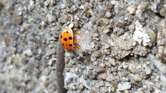 Dinocampus coccinellae
