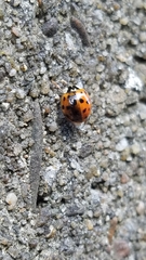 Dinocampus coccinellae