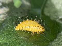 Epilachna borealis