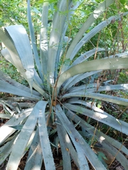 Agave tequilana