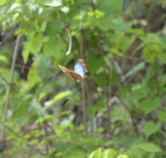 Morpho helenor guerrerensis