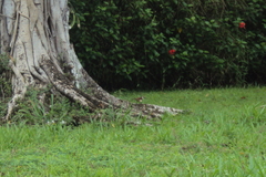 Campylorhynchus griseus