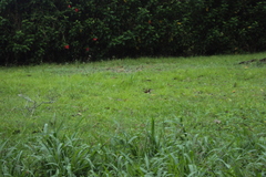 Campylorhynchus griseus