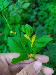 Corydalis ochotensis