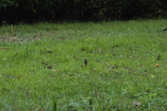 Campylorhynchus griseus