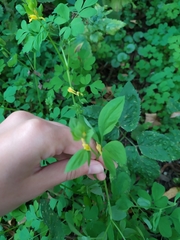 Corydalis ochotensis