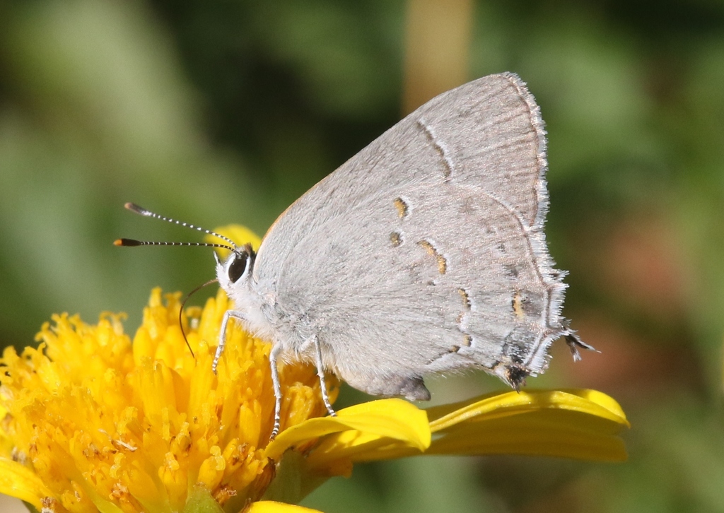 Avalon Scrub-Hairstreak