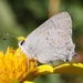 Avalon Scrub-Hairstreak - Photo (c) James Bailey, some rights reserved (CC BY-NC), uploaded by James Bailey