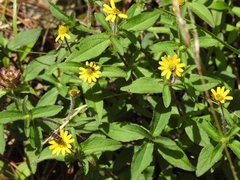 Melampodium montanum