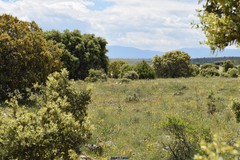 Asphodelus cerasiferus