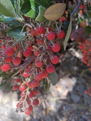 Comarostaphylis diversifolia planifolia