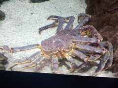 Paralithodes camtschaticus