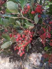 Comarostaphylis diversifolia planifolia