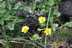 Ranunculus gmelinii