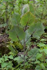 Roldana sessilifolia