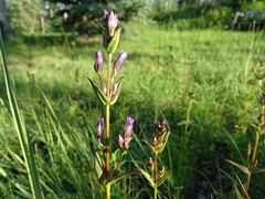 Gentianella amarella acuta