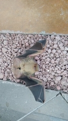 Lasiurus xanthinus