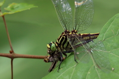 Dromogomphus armatus