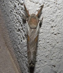 Sthenopis argenteomaculatus