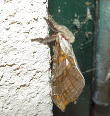 Sthenopis argenteomaculatus