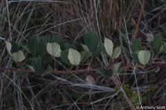 Rubus pascuus