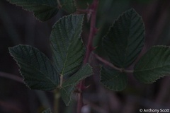 Rubus pascuus