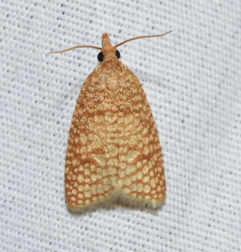 Netted Sparganothis Moth photo 4