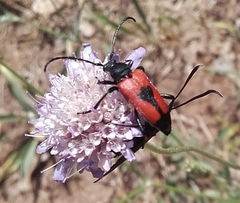 Stictoleptura cordigera