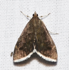 Pyrausta niveicilialis