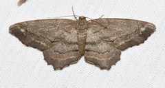 Hypagyrtis brendae