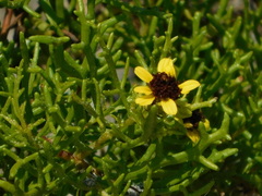 Encelia ventorum