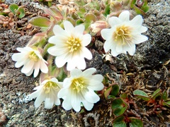Cerastium nigrescens arcticum