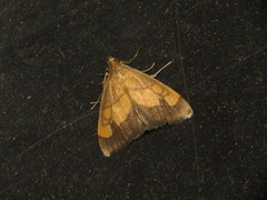 Evergestis limbata