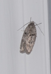 Semioscopis megamicrella