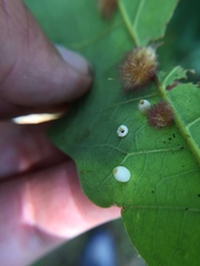 Phylloteras volutellae