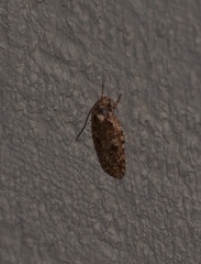 Agonopterix canadensis