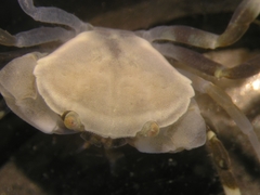 Danielethus crenulatus