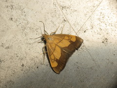 Evergestis limbata