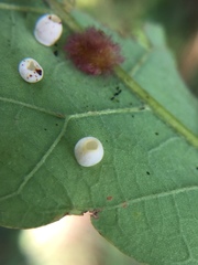 Phylloteras volutellae