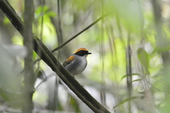 Conopophaga melanops