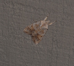 Lithophane bethunei