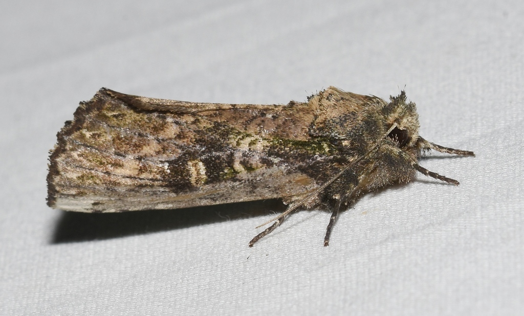 Morning-glory Prominent