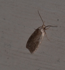 Agonopterix argillacea