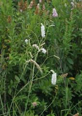 Sanguisorba parviflora