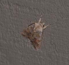 Lithophane bethunei