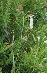 Sanguisorba parviflora