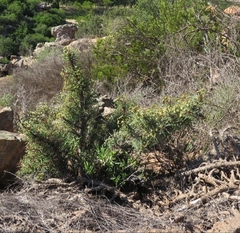 Euphorbia loricata