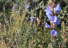 Lobostemon strigosus