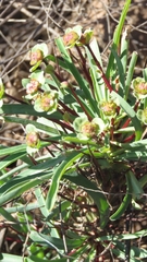 Euphorbia loricata