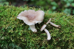 Lactarius uvidus